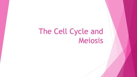The Cell Cycle and Meiosis. Cell cycle-process by which somatic cells make more of themselves ( reproduce) Makes exact copies, called daughter cells 3.
