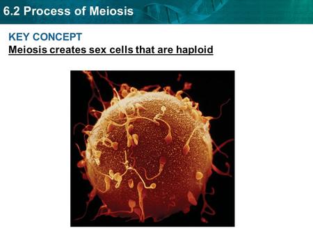 6.2 Process of Meiosis KEY CONCEPT Meiosis creates sex cells that are haploid.