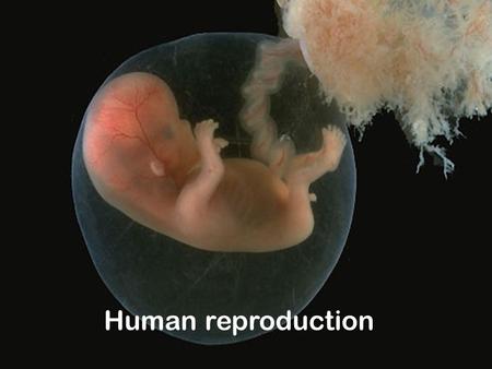 Human reproduction.