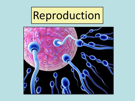 Reproduction.