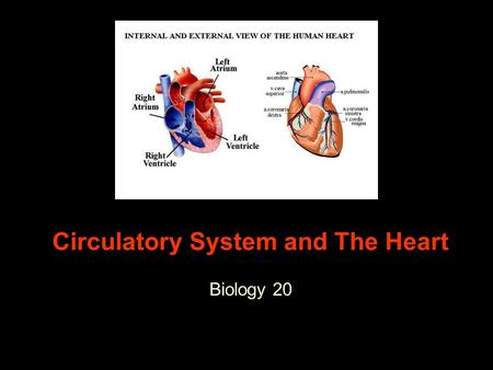 Circulatory System and The Heart Biology 20 The Heart Size of fist - 300g Beats 70 times per minute Not a single pump, but two parallel pumps separated.