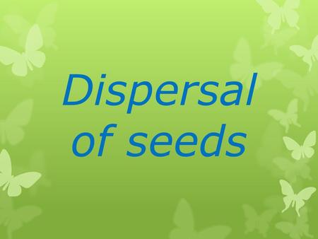 Dispersal of seeds Is dispersal of seeds important? Yes  It continues the life cycle of the plant species so it won’t be extinct.  The more production.