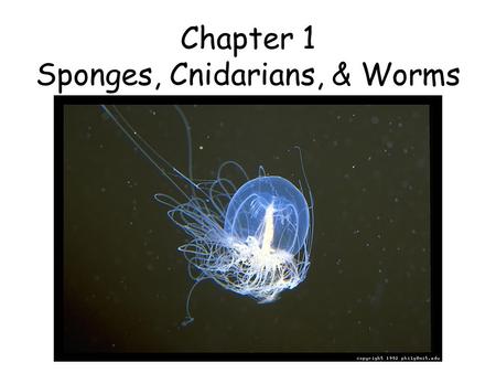 Chapter 1 Sponges, Cnidarians, & Worms