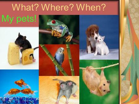 What? Where? When? My pets!. What is it? 1) a kitten; 2) a lizard; 3) a puppy; 4) a tortoise; 5) a hamster; 6) a guinea pig.