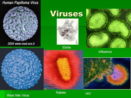 Viruses Ebola Influenza Rabies HIV West Nile Virus.