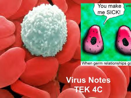 Virus Notes TEK 4C. Section 18.1 Summary – pages 475-483 Viruses are composed of nucleic acids enclosed in a protein coat and are smaller than the smallest.