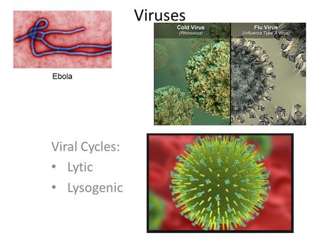 Viral Cycles: Lytic Lysogenic