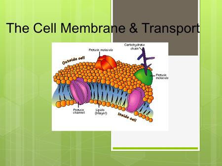 The Cell Membrane & Transport The Cell Membrane  The cell membrane is a skin-like structure surrounding the cytoplasm serving as a barrier to the cell’s.