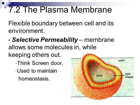 7.2 The Plasma Membrane Flexible boundary between cell and its environment. Selective Permeability – membrane allows some molecules in, while keeping others.