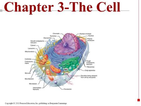 Chapter 3-The Cell.
