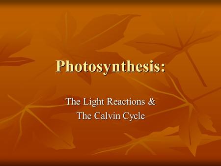 Photosynthesis: The Light Reactions & The Calvin Cycle.