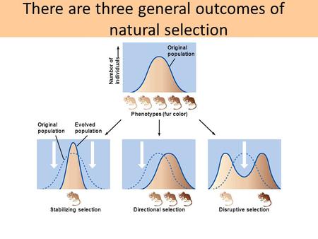 There are three general outcomes of natural selection Number of individuals Original population Phenotypes (fur color) Original population Evolved population.