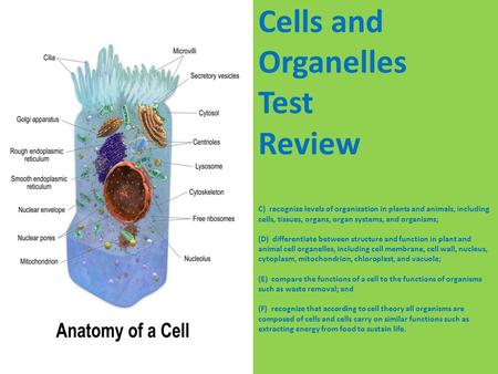 Cells and Organelles Test Review C)  recognize levels of organization in plants and animals, including cells, tissues, organs, organ systems, and organisms;