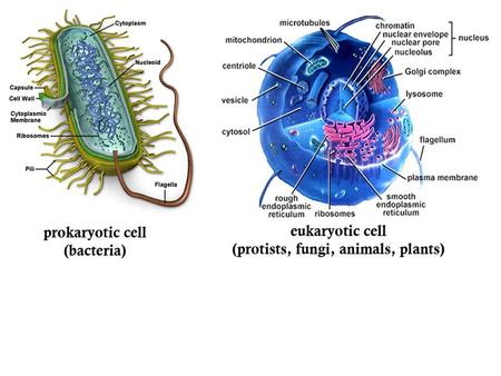 Where did all the fancy organelles come from? Figure 2.3.