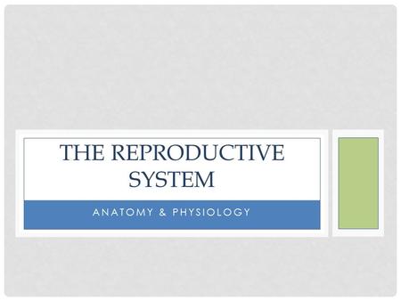ANATOMY & PHYSIOLOGY THE REPRODUCTIVE SYSTEM. functions to produce human offspring with the - male providing sperm (produced within testes) -female providing.