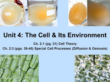 Unit 4: The Cell & Its Environment