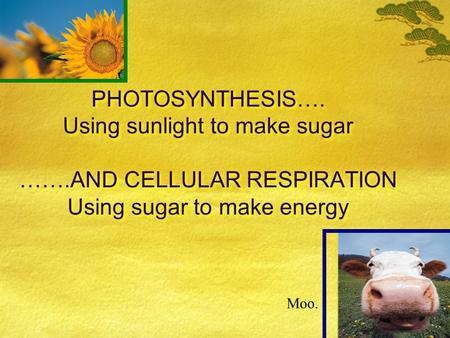 PHOTOSYNTHESIS…. Using sunlight to make sugar …….AND CELLULAR RESPIRATION Using sugar to make energy Moo.