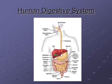 Human Digestive System. Function – converts food into simpler molecules that can be absorbed and used by cells of the body. Nutrients – substances needed.
