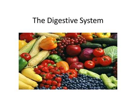 The Digestive System. The Digestive Tract The Mouth The Stomach The Small Intestine The Oesophagus The Large Intestine.