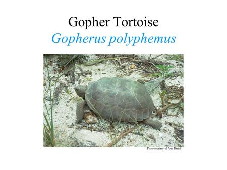 Gopher Tortoise Gopherus polyphemus Photo courtesy of Joan Berish.