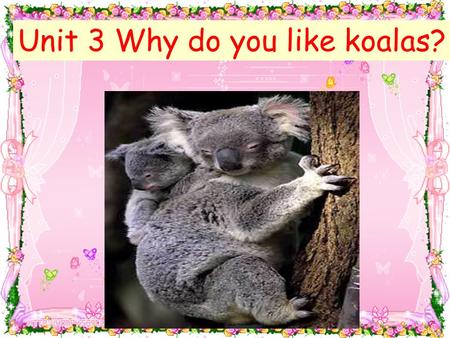 Unit 3 Why do you like koalas? 脑筋急转弯 1. Why are dogs afraid to sunbath ( 日光浴 ） ? Because they don’t want to be hot-dog. 2.Why do lions eat raw ( 生的）