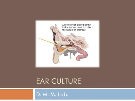 Ear culture D. M. M. Lab..