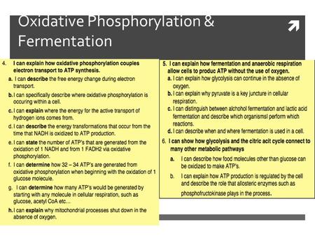 Oxidative Phosphorylation & Fermentation