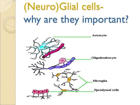 (Neuro)Glial cells- why are they important?