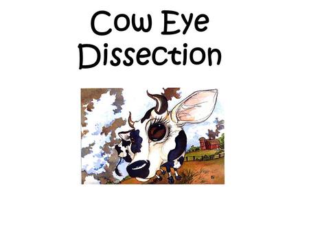 Cow Eye Dissection Welcome to Cow Eye Dissection. This powerpoint was created to be downloaded and used with your students. Please feel free to edit.