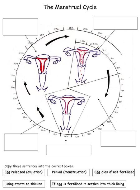 The Menstrual Cycle Copy these sentences into the correct boxes.