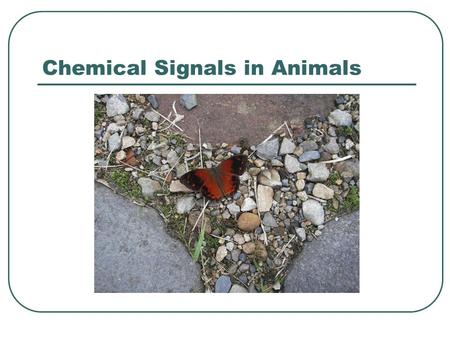 Chemical Signals in Animals