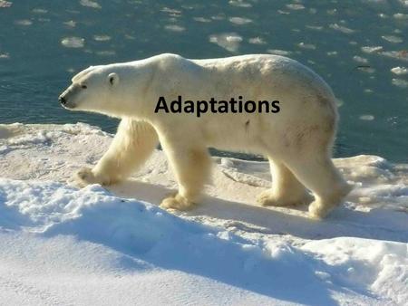 Adaptations.