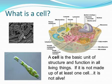 What is a cell? A cell is the basic unit of structure and function in all living things. If it is not made up of at least one cell…it is not alive!