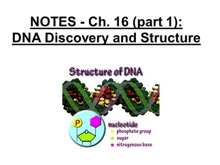 NOTES - Ch. 16 (part 1): DNA Discovery and Structure