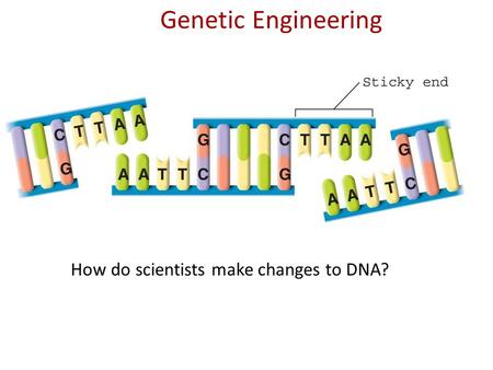 Genetic Engineering How do scientists make changes to DNA?