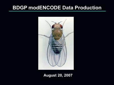 August 20, 2007 BDGP modENCODE Data Production. BDGP Data Production Project Goals 21,000 RACE experiments 6,000 cDNA’s from directed screening and full.