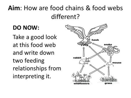 Aim: How are food chains & food webs different?
