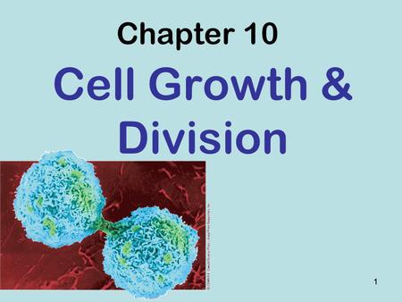 11 Chapter 10 Cell Growth & Division. 22 10 –1 Cell Growth Which has larger cells: an adult elephant or a baby elephant? Neither! They are the same size.