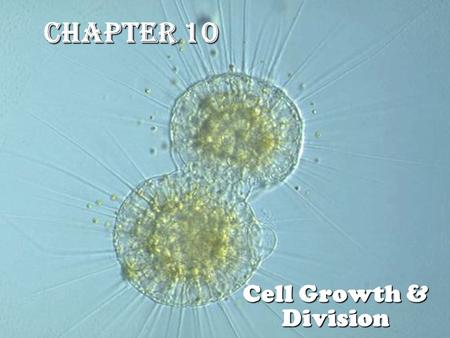 Chapter 10 Cell Growth & Division. 10-1 Cell Growth  Question: Are cells in a mouse and a whale the same size??  INTEREST GRABBER (10-1)  The larger.