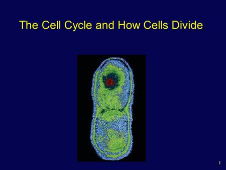 1 The Cell Cycle and How Cells Divide. 2 Review: Vocabulary - Chromosomes Chromosome: “spool” to hold DNA in the nucleus Homologous: pairs of chromosomes.