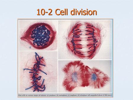 10-2 Cell division.