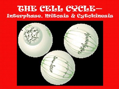 THE CELL CYCLE— Interphase, Mitosis & Cytokinesis.