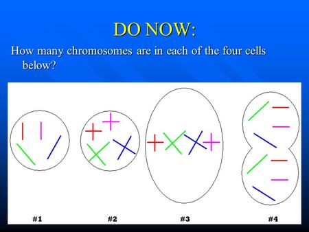DO NOW: How many chromosomes are in each of the four cells below?