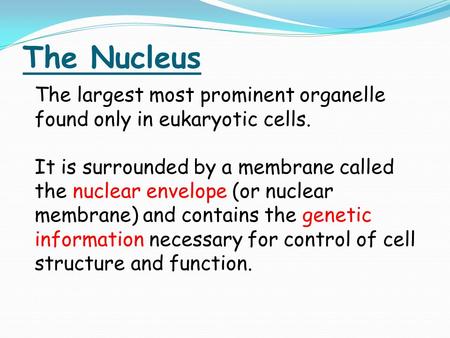 The Nucleus The largest most prominent organelle found only in eukaryotic cells. It is surrounded by a membrane called the nuclear envelope (or nuclear.