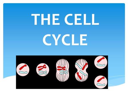 THE CELL CYCLE. Producing new BODY cells allows you to: 1. Grow 2. Replace dead cells Ex: Stomach so acidic that cells lining must be replaced every few.