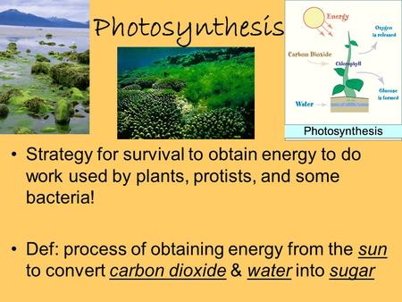 Photosynthesis Strategy for survival to obtain energy to do work used by plants, protists, and some bacteria! Def: process of obtaining energy from the.