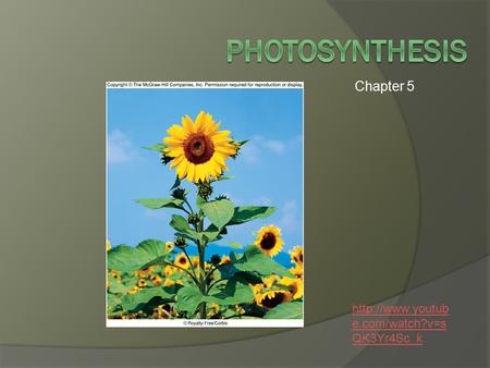 Chapter 5 Photosynthesis http://www.youtube.com/watch?v=sQK3Yr4Sc_k.