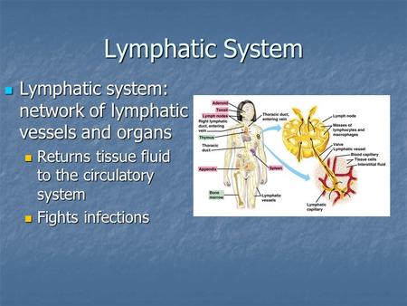 Lymphatic System Lymphatic system: network of lymphatic vessels and organs Returns tissue fluid to the circulatory system Fights infections.