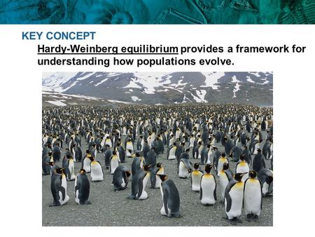 KEY CONCEPT Hardy-Weinberg equilibrium provides a framework for understanding how populations evolve.