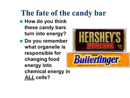 The fate of the candy bar How do you think these candy bars turn into energy? Do you remember what organelle is responsible for changing food energy into.